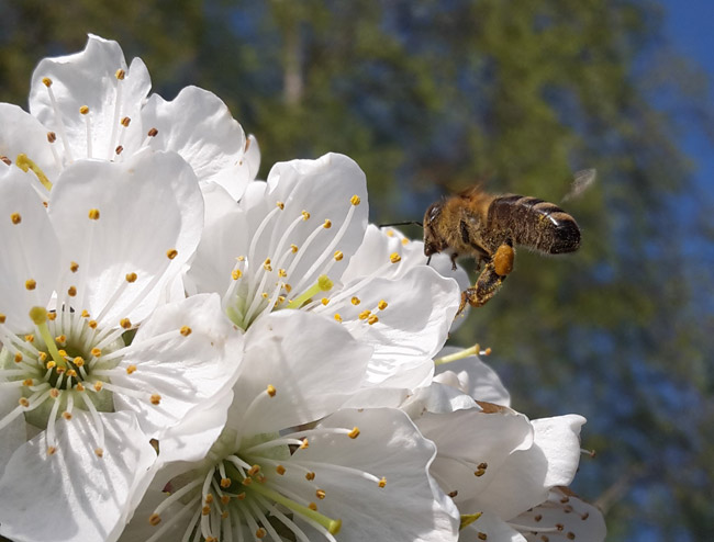 Le travail des abeilles et des apiculteurs au rythme des saisons