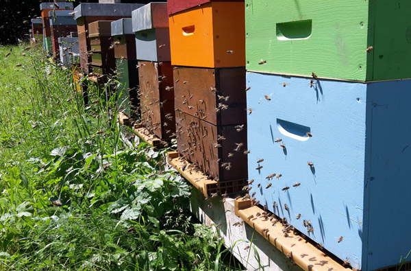 Abeilles et ruches du rucher des Noisetiers à Neufchef